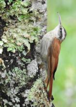 Lepidocolaptes_angustirostris.jpg Lepidocolaptes_angustirostris.jpg