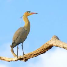 Whistling_Heron_(Syrigma_sibilatrix).jpg Whistling_Heron_(Syrigma_sibilatrix).jpg