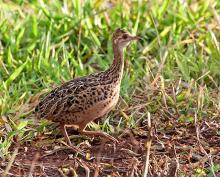 640px-CODORNA-AMARELA_(Nothura_maculosa).jpg 640px-CODORNA-AMARELA_(Nothura_maculosa).jpg