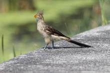 Guira_Cuckoo,_Buenos_Aires,_Argentina.jpg Guira_Cuckoo,_Buenos_Aires,_Argentina.jpg