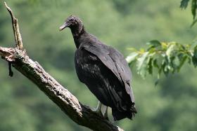 640px-Black_vulture_02.jpg