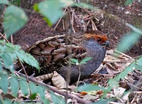 640px-Odontophorus_capueira_-Parque_Estadual_da_Serra_da_Cantareira,_Sao_Paulo,_Brazil-8.jpg