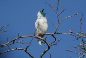 640px-Procnias_nudicollis.jpg